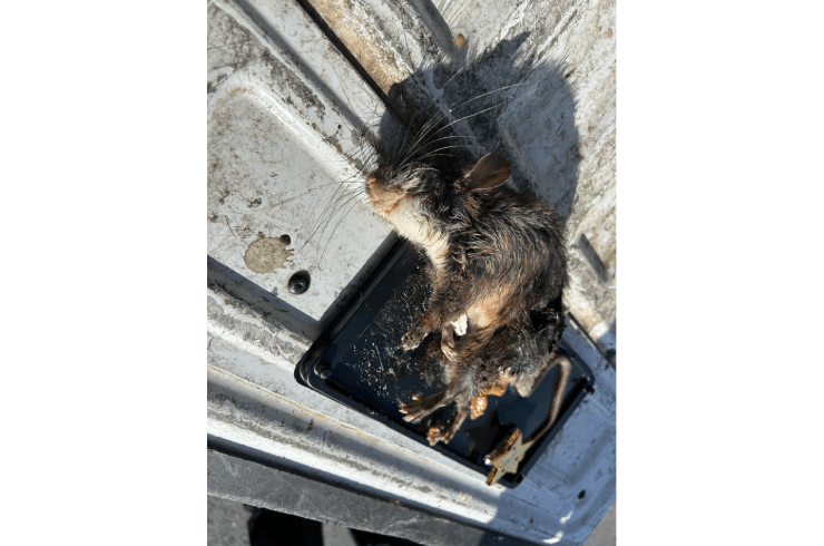 Nor Cal Repairs & Exclusions